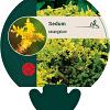 Sedum sexangulare Pot 9 cm
