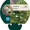 Sesleria heufleriana Pot 9 cm