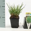 Sesleria heufleriana Pot 9 cm