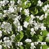 Viola odorata 'Alba' Pot 9 cm