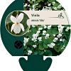 Viola odorata 'Alba' Pot 9 cm