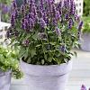 Agastache 'Beelicious Purple' Pot 9 cm