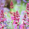 Agastache 'Rosie Posie' Pot 9 cm
