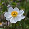Anemone 'Elfin Swan' Pot 9 cm