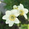 Anemone m. 'Annabella White' Pot 9 cm