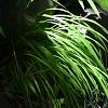 Carex 'Ribbon Falls' Pot 9 cm