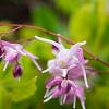 Epimedium gr. 'Akebono' Pot 9 cm