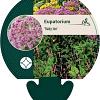 Eupatorium 'Baby Joe' Pot 9 cm