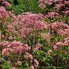 Eupatorium 'Baby Joe' Pot 9 cm