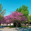 Cercis siliquastrum Hoogstam (Stamomtrek 10-12 cm)