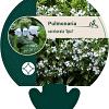 Pulmonaria sa. 'Opal' Pot 9 cm