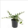 Cotoneaster dammeri Pot 1,5 liter