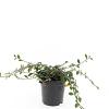 Cotoneaster dammeri Pot 1,5 liter