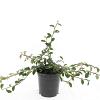 Cotoneaster dammeri Pot 1,5 liter