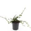 Cotoneaster dammeri Pot 1,5 liter