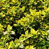 Euonymus fort. 'Emerald 'n' Gold' Pot 2 Liter