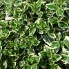 Euonymus fort. 'Emerald Gaiety' Pot 2 Liter