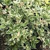 Euonymus fort. 'Harlequin' Pot 2 Liter
