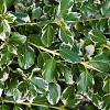 Euonymus jap. 'Kathy' Pot 2 Liter