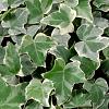 Hedera hel. 'Glacier' Pot 2 Liter
