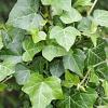 Hedera hel. 'Plattensee' Pot 2 Liter