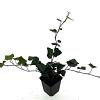 Hedera hibernica Pot 9 cm