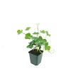 Hedera hibernica Pot 9 cm