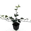 Hedera hibernica Pot 9 cm