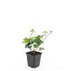 Hedera hibernica Pot 9 cm