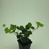 Hedera hibernica Pot 9 cm