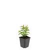 Hypericum calycinum Pot 9 cm