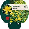 Hypericum calycinum Pot 9 cm