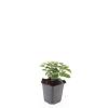Hypericum calycinum Pot 9 cm
