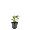 Hypericum calycinum Pot 9 cm