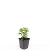 Hypericum calycinum Pot 9 cm