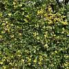 Ilex crenata 'Glory Gem' Pot 18 liter Halfstam