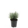 Lavandula ang. 'Munstead' Pot 1,5 liter