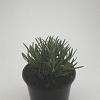 Lavandula ang. 'Munstead' Pot 1,5 liter