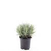 Lavandula ang. 'Munstead' Pot 1,5 liter
