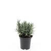 Lavandula ang. 'Munstead' Pot 1,5 liter