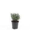 Lavandula ang. 'Munstead' Pot 1,5 liter