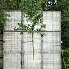 Liquidambar styraciflua Hoogstam (Stamomtrek 8-10 cm)