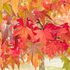 Liquidambar styraciflua Hoogstam (Stamomtrek 8-10 cm)