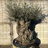 Olea europaea Pot 350 Liter Bonsai