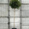 Photinia fraseri 'Red Robin' Hoogstam (Stamomtrek 8-10 cm)