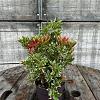 Pieris jap. 'Carnaval' Pot 2 Liter