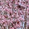 Prunus cer. 'Pissardii' Hoogstam (Stamomtrek 12-14 cm)