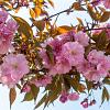 Prunus ser. 'Kanzan' Hoogstam (Stamomtrek 10-12 cm)