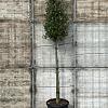 Quercus ilex Hoogstam (Stamomtrek 16-18 cm)