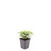 Cornus canadensis Pot 9 cm